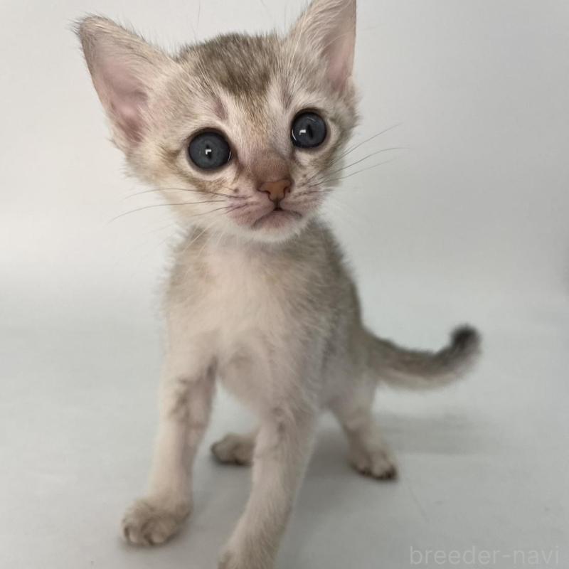 販売中の千葉県のシンガプーラ-132961