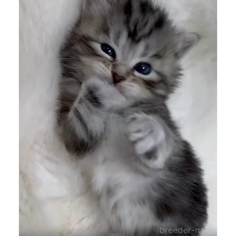 販売中の神奈川県のサイベリアン-132962の6枚目