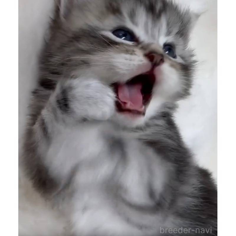 販売中の神奈川県のサイベリアン-132962の5枚目