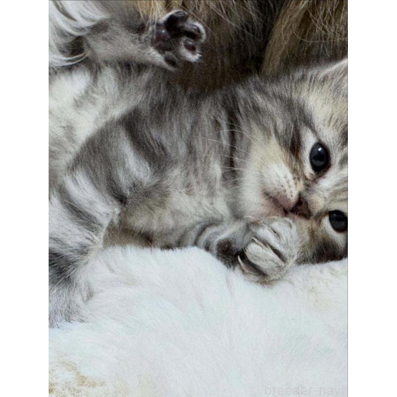 販売中の神奈川県のサイベリアン-132962の4枚目