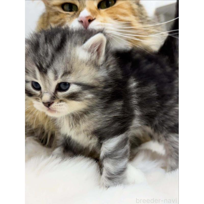 販売中の神奈川県のサイベリアン-132962の3枚目