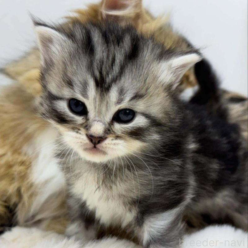 販売中の神奈川県のサイベリアン-132962の1枚目