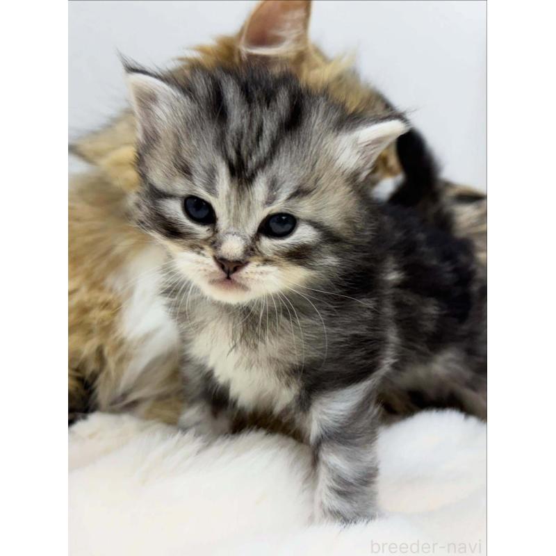 販売中の神奈川県のサイベリアン-132962の2枚目