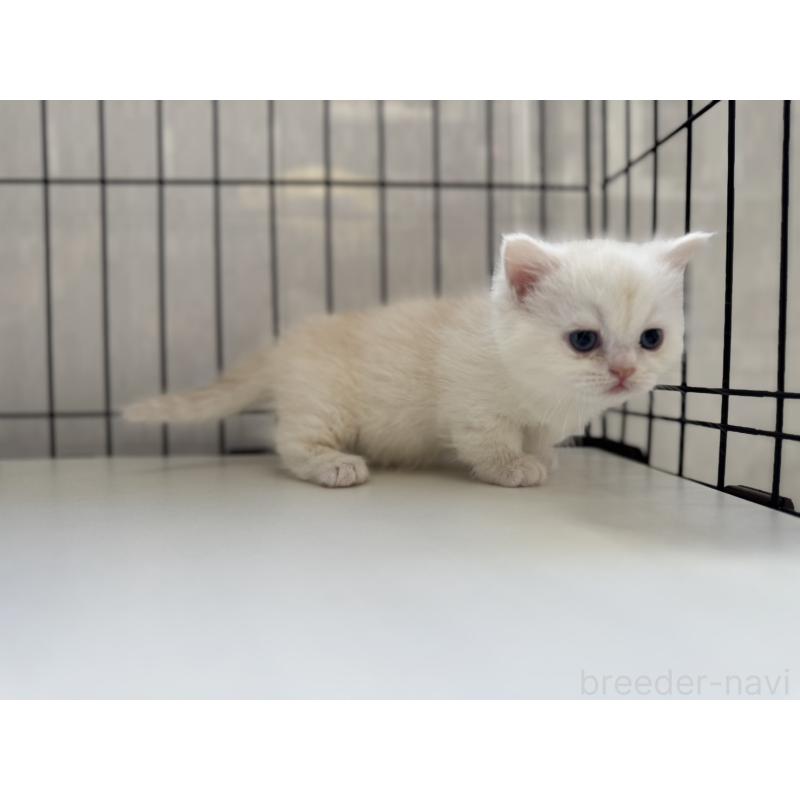 販売中の群馬県のミヌエット(短足)-132963の6枚目