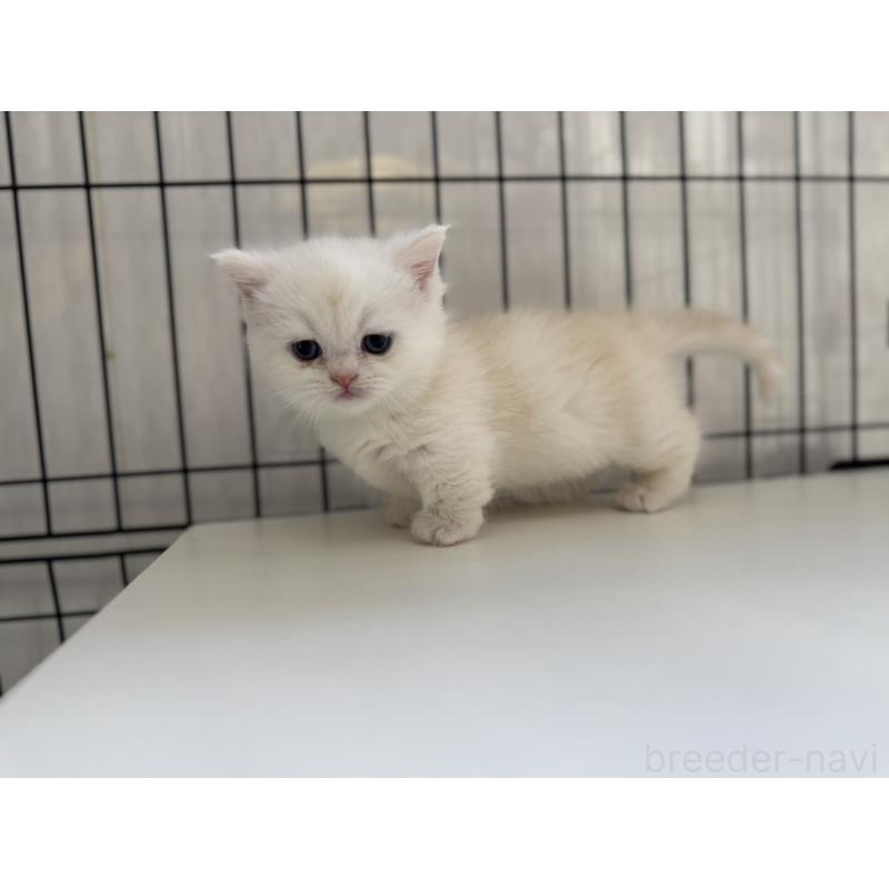 販売中の群馬県のミヌエット(短足)-132963の5枚目