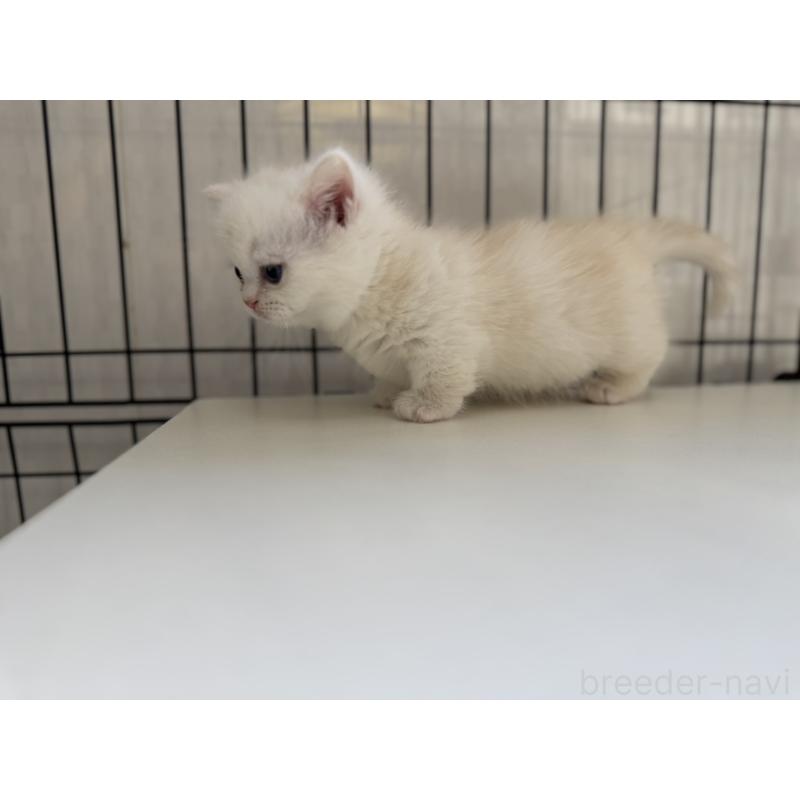 販売中の群馬県のミヌエット(短足)-132963の4枚目