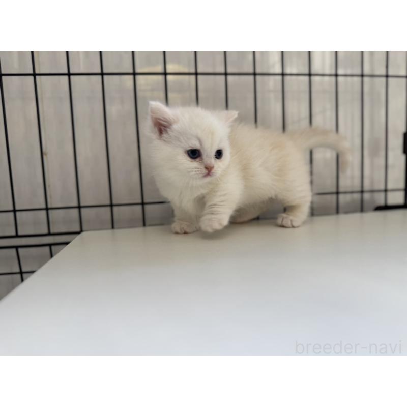 販売中の群馬県のミヌエット(短足)-132963の3枚目