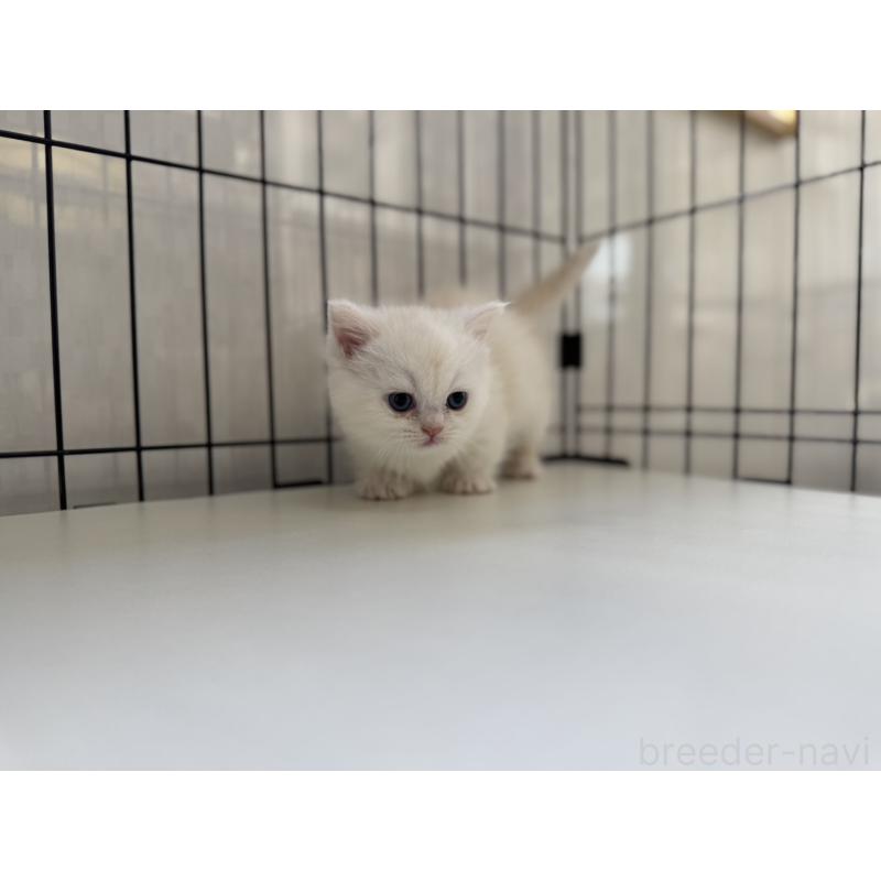 販売中の群馬県のミヌエット(短足)-132963の2枚目