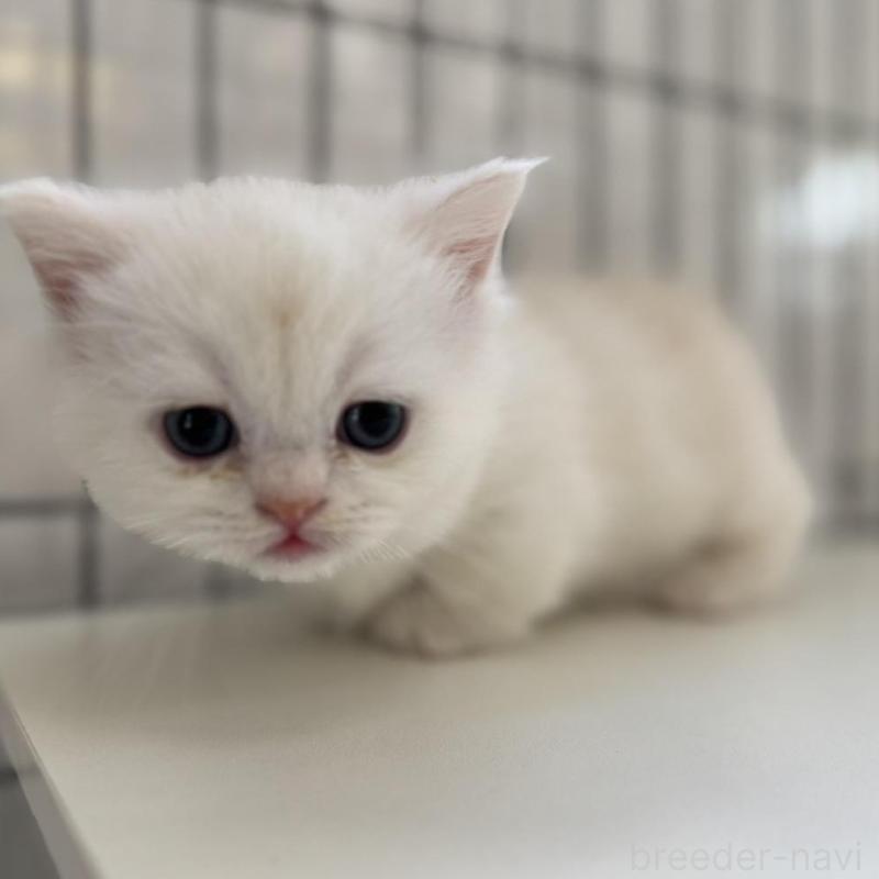 販売中の群馬県のミヌエット(短足)-132963