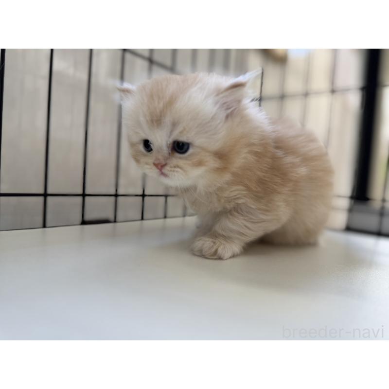 販売中の群馬県のミヌエット-132965の9枚目