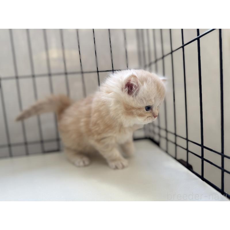 販売中の群馬県のミヌエット-132965の8枚目