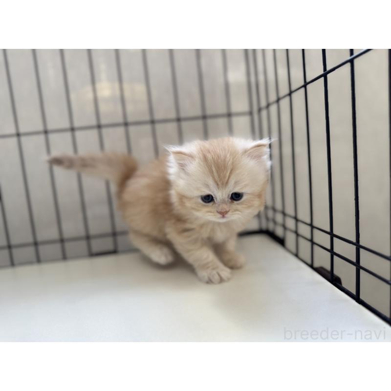 販売中の群馬県のミヌエット-132965の7枚目