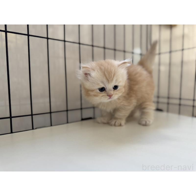 販売中の群馬県のミヌエット-132965の6枚目