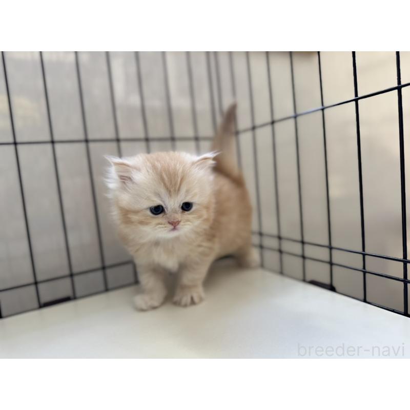 販売中の群馬県のミヌエット-132965の5枚目