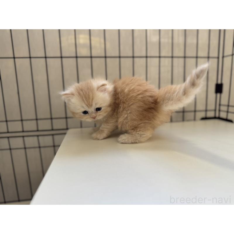 販売中の群馬県のミヌエット-132965の4枚目