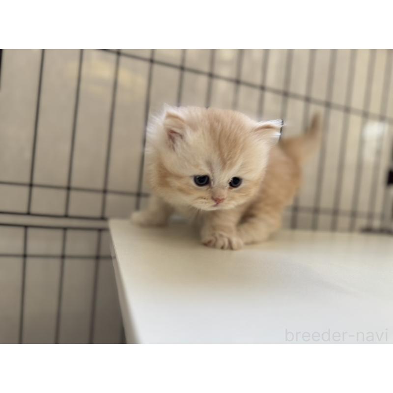 販売中の群馬県のミヌエット-132965の3枚目