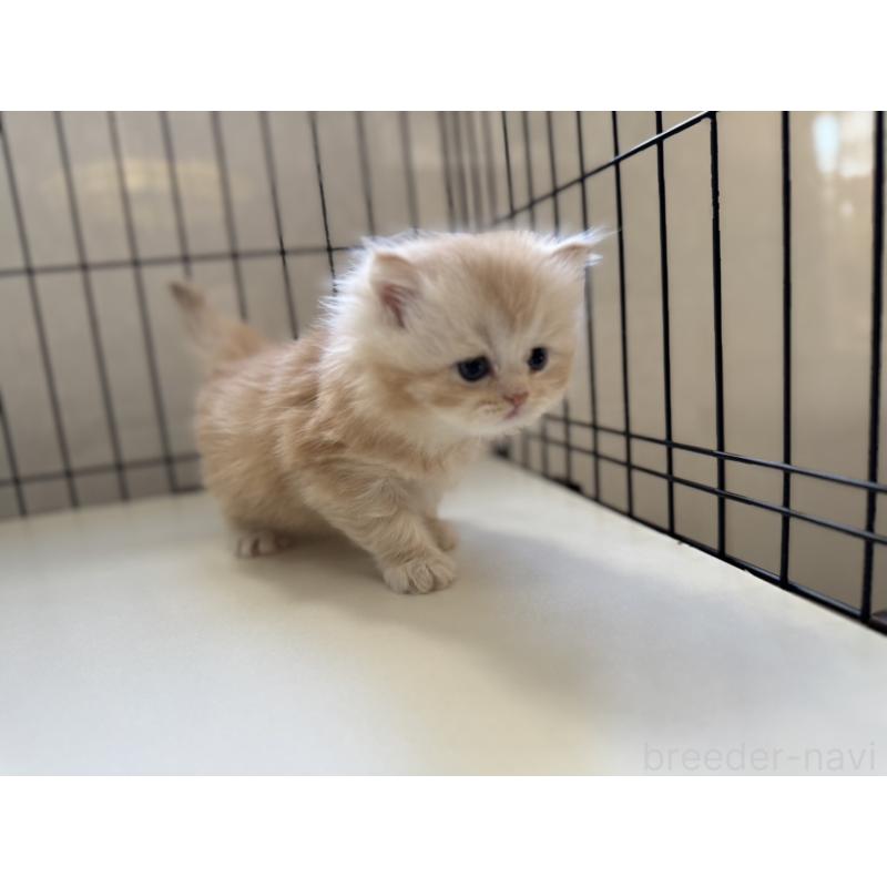 販売中の群馬県のミヌエット-132965の2枚目