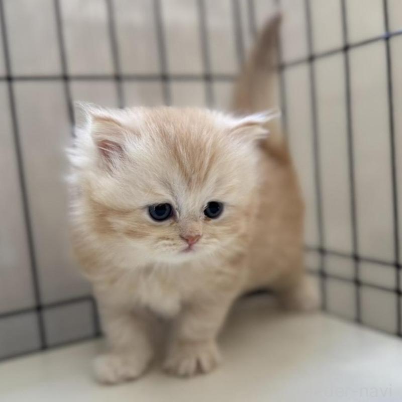 販売中の群馬県のミヌエット-132965の1枚目