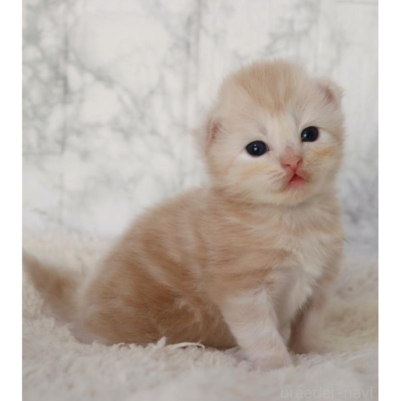 販売中の埼玉県のスコティッシュフォールド-132964の6枚目