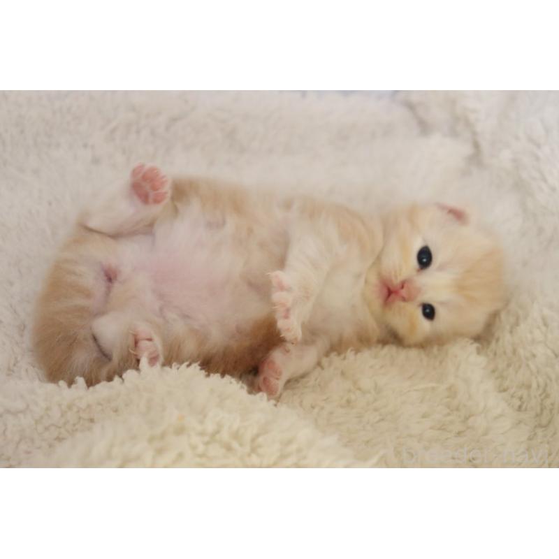 販売中の埼玉県のスコティッシュフォールド-132964の5枚目