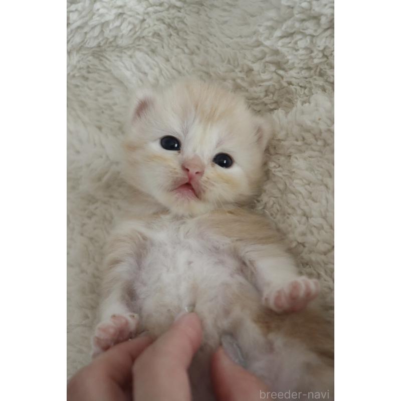 販売中の埼玉県のスコティッシュフォールド-132964の4枚目