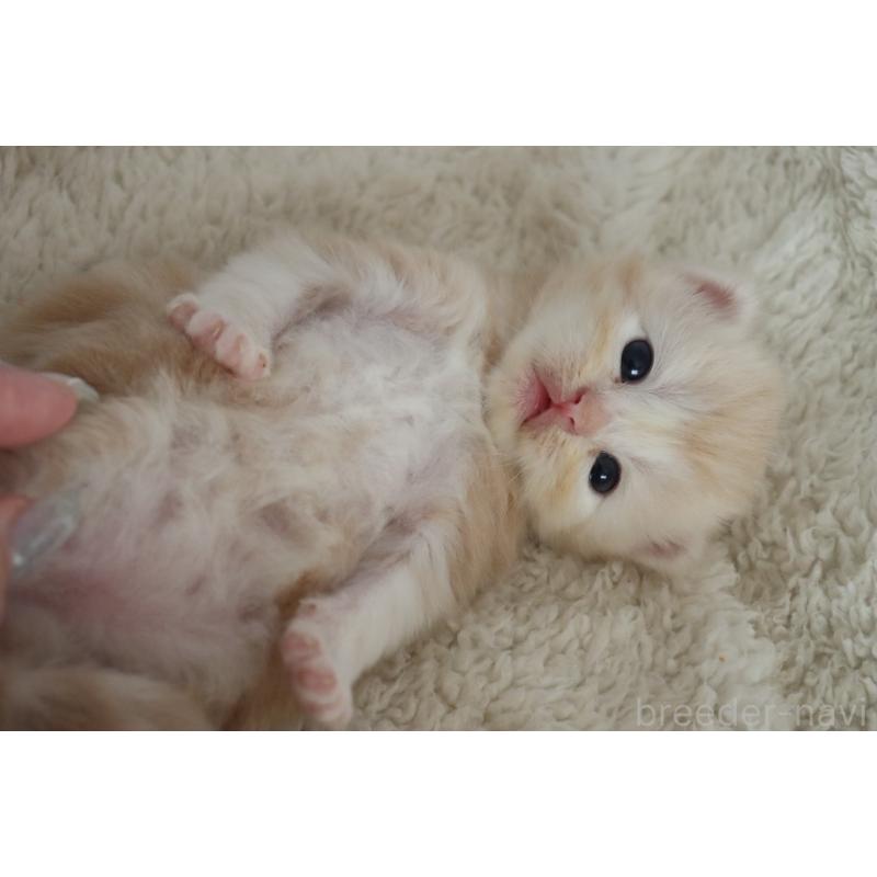 販売中の埼玉県のスコティッシュフォールド-132964の3枚目