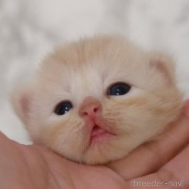 販売中の埼玉県のスコティッシュフォールド-132964の2枚目