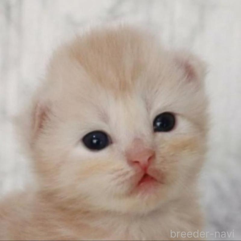 販売中の埼玉県のスコティッシュフォールド-132964の1枚目