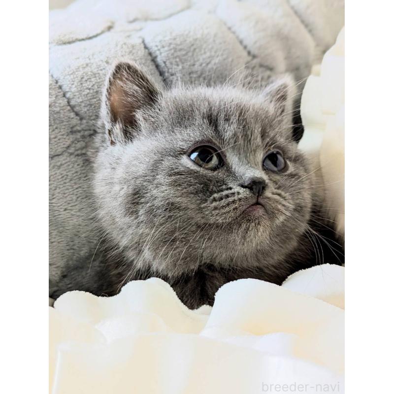 販売中の北海道のエキゾチックショートヘア-132968の5枚目