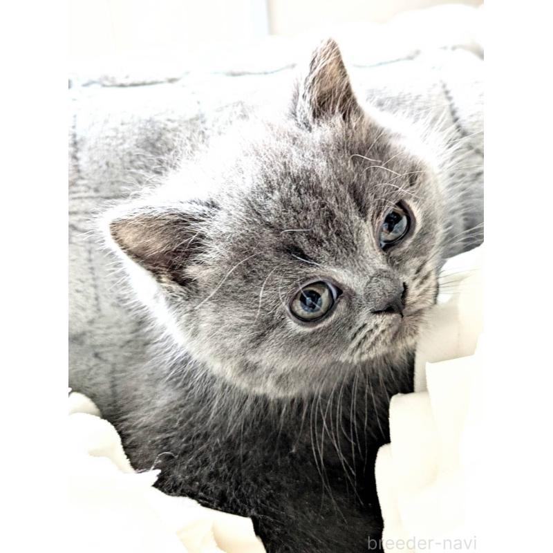 販売中の北海道のエキゾチックショートヘア-132968の4枚目