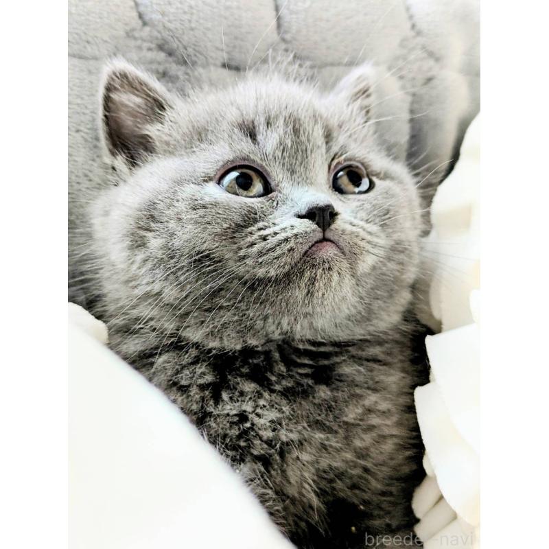 販売中の北海道のエキゾチックショートヘア-132968の3枚目