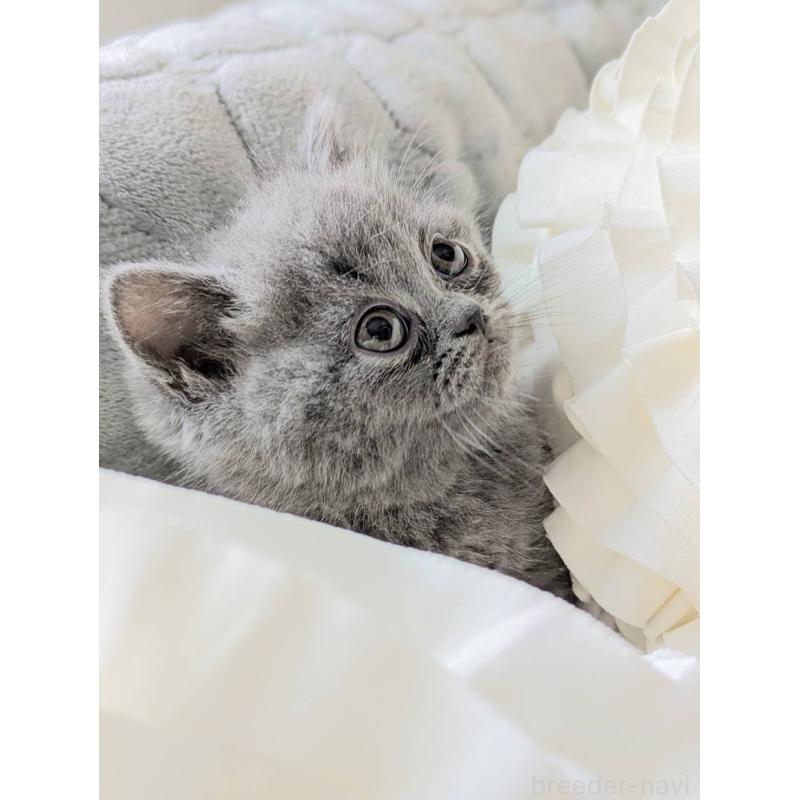 販売中の北海道のエキゾチックショートヘア-132968の2枚目