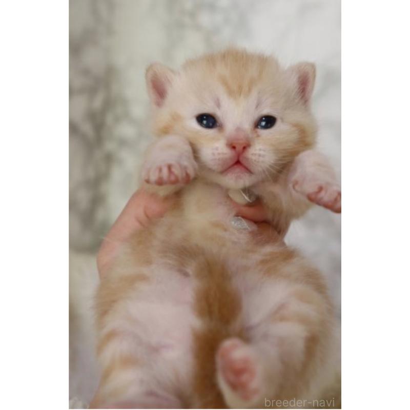 販売中の埼玉県のスコティッシュフォールド-132966の5枚目