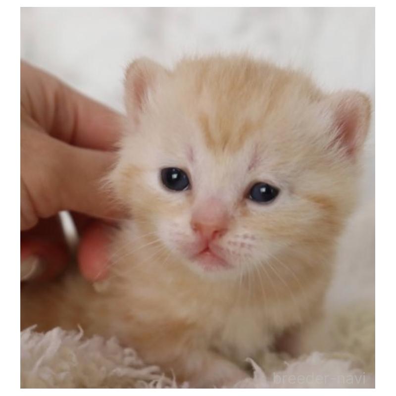 販売中の埼玉県のスコティッシュフォールド-132966の4枚目