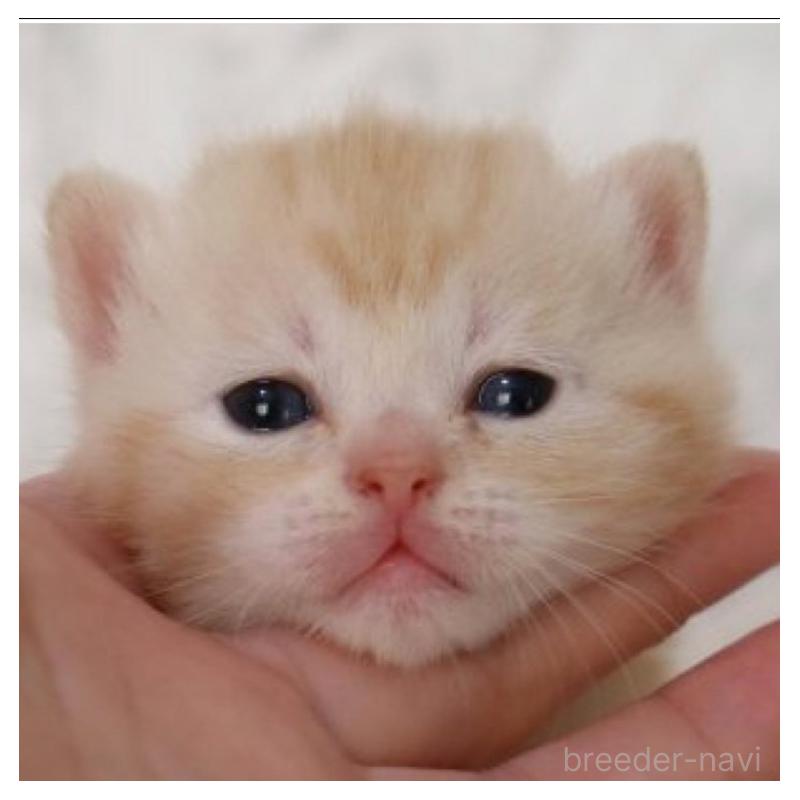 販売中の埼玉県のスコティッシュフォールド-132966の3枚目