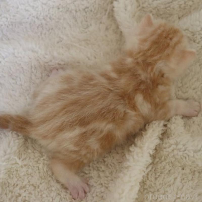 販売中の埼玉県のスコティッシュフォールド-132966の2枚目