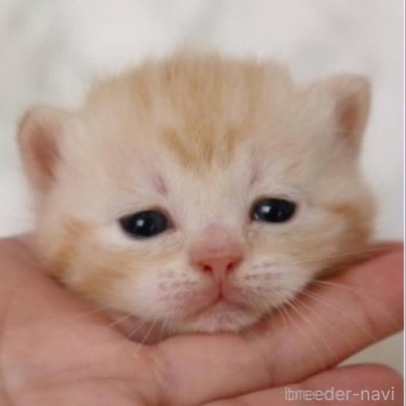 販売中の埼玉県のスコティッシュフォールド-132966