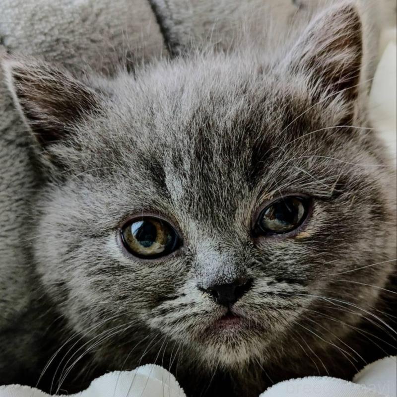 販売中の北海道のエキゾチックショートヘア-132968