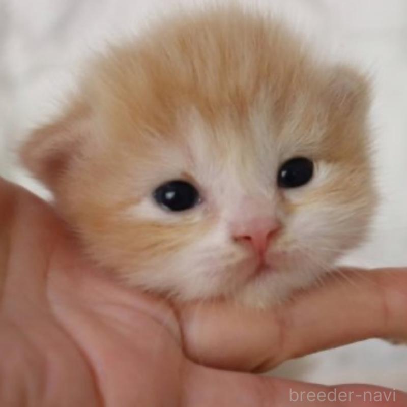 販売中の埼玉県のスコティッシュフォールド-132967