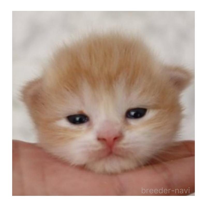 販売中の埼玉県のスコティッシュフォールド-132967の9枚目