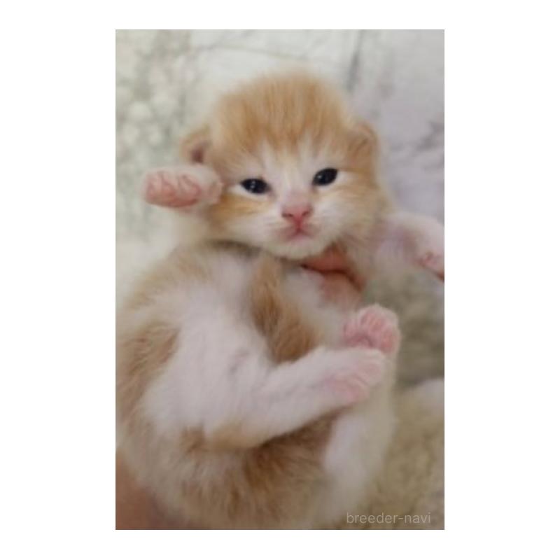 販売中の埼玉県のスコティッシュフォールド-132967の10枚目