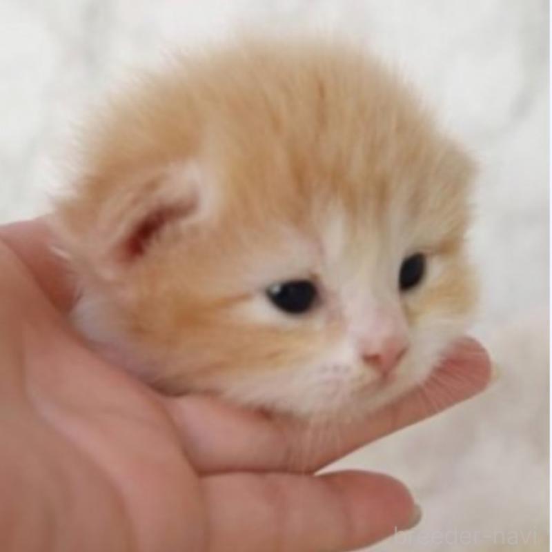 販売中の埼玉県のスコティッシュフォールド-132967の8枚目