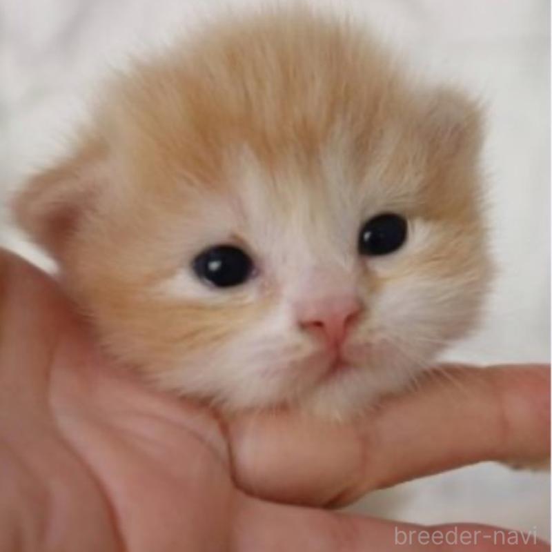 販売中の埼玉県のスコティッシュフォールド-132967の6枚目