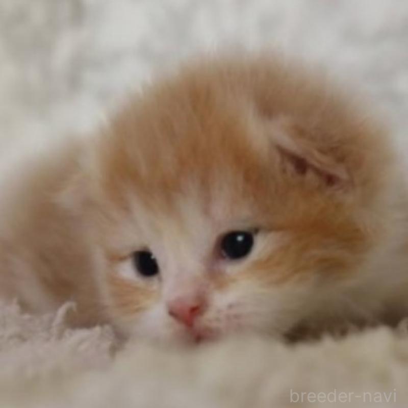 販売中の埼玉県のスコティッシュフォールド-132967の7枚目