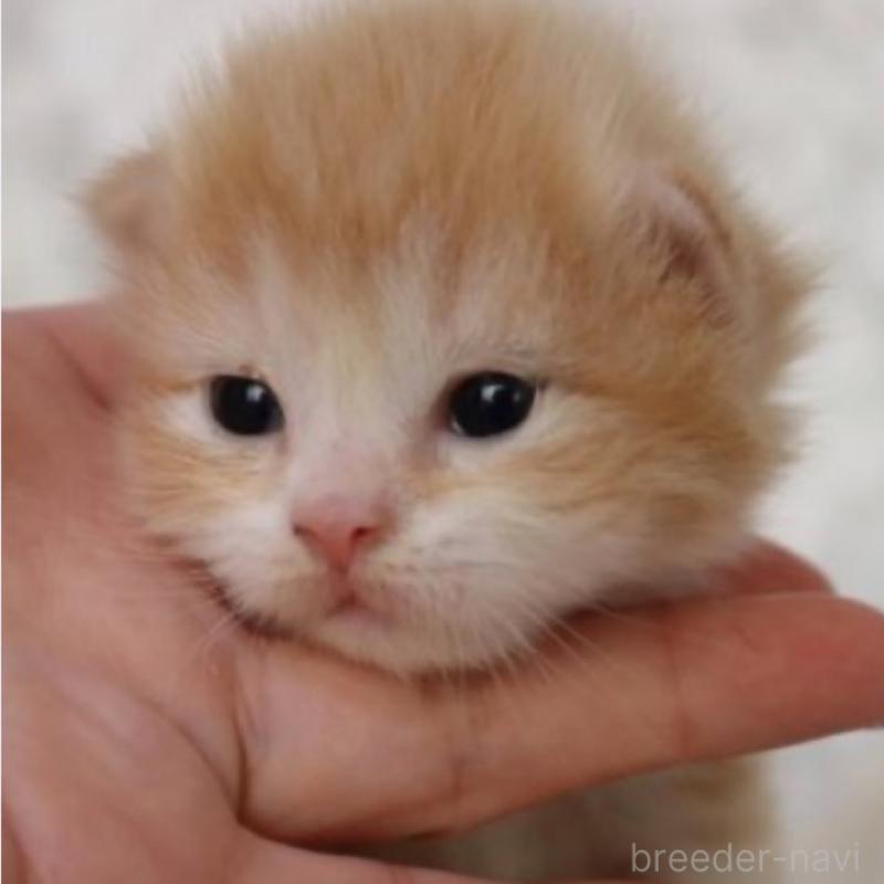 販売中の埼玉県のスコティッシュフォールド-132967の5枚目