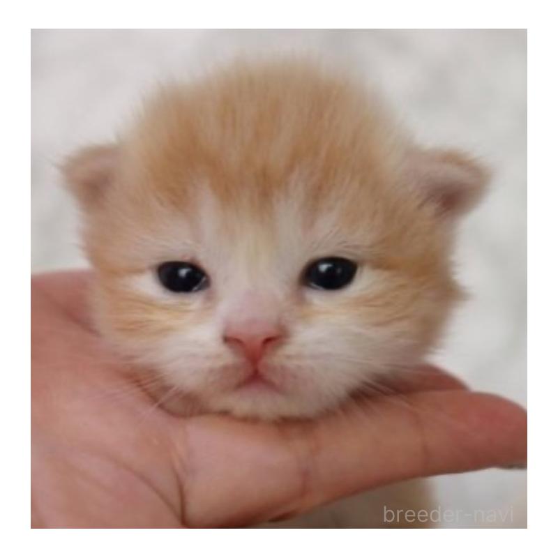 販売中の埼玉県のスコティッシュフォールド-132967の4枚目