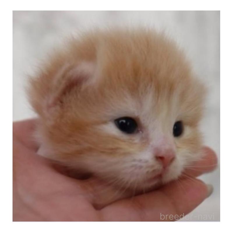 販売中の埼玉県のスコティッシュフォールド-132967の3枚目