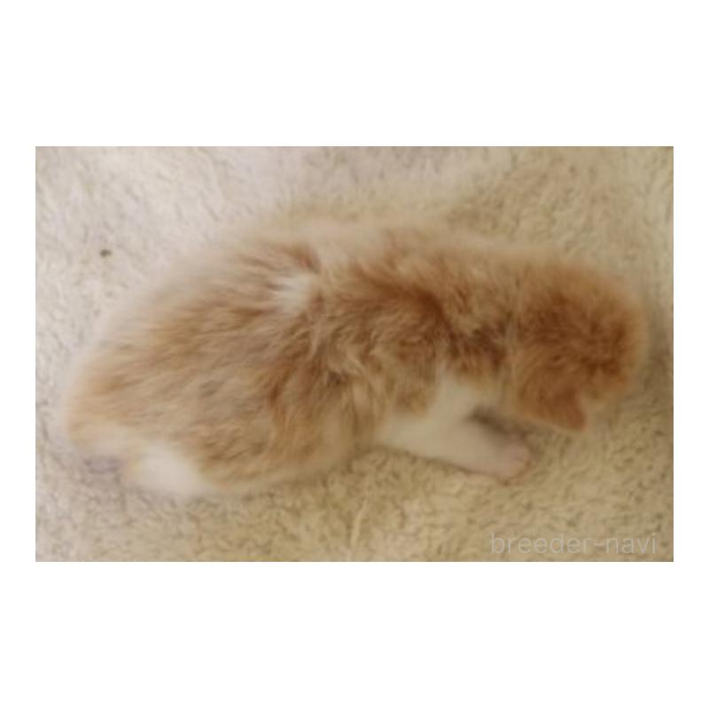 販売中の埼玉県のスコティッシュフォールド-132967の2枚目