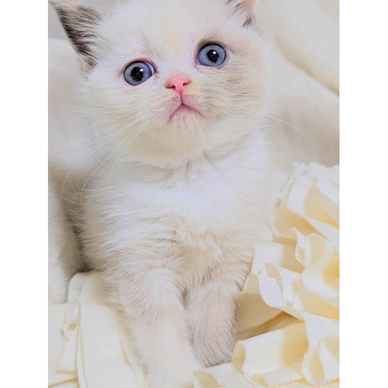 販売中の北海道のミヌエット-132969の5枚目