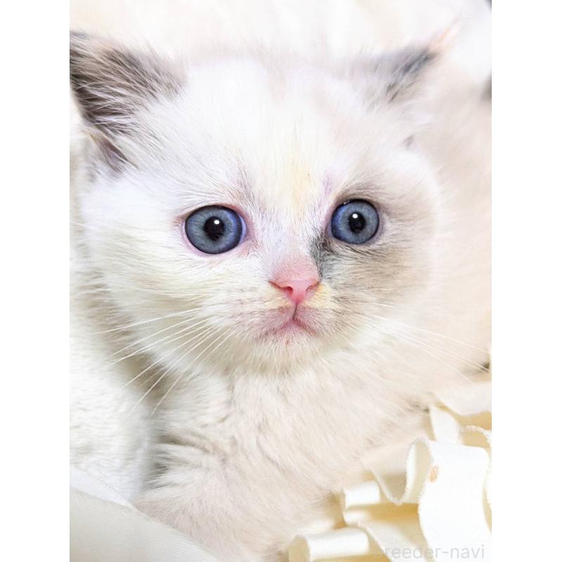 販売中の北海道のミヌエット-132969の4枚目